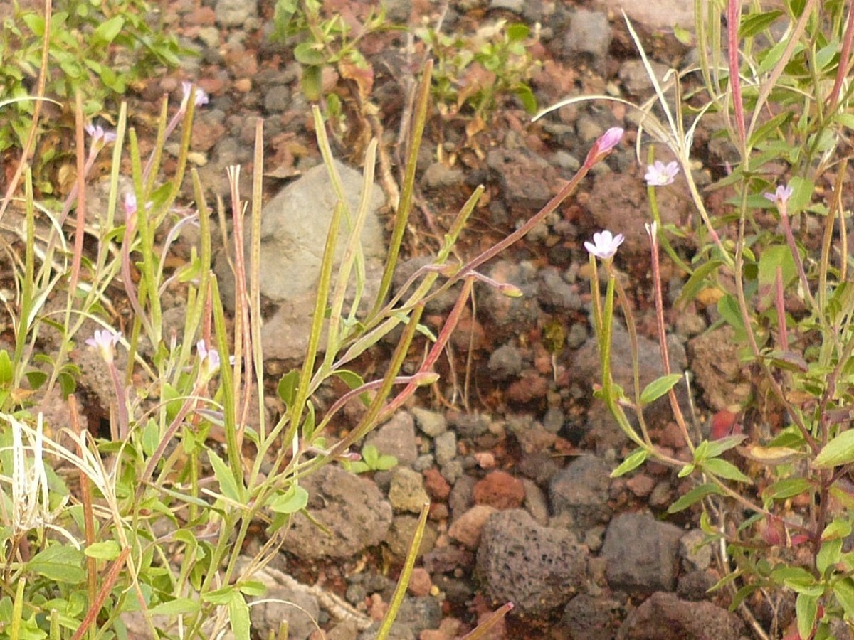 Epilobium collinum (Onagraceae)
